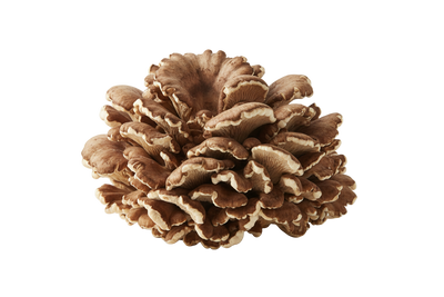 Maitake