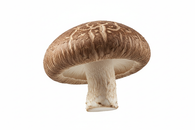 Shiitake